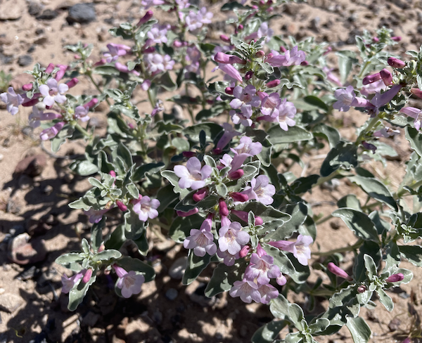 penstemon